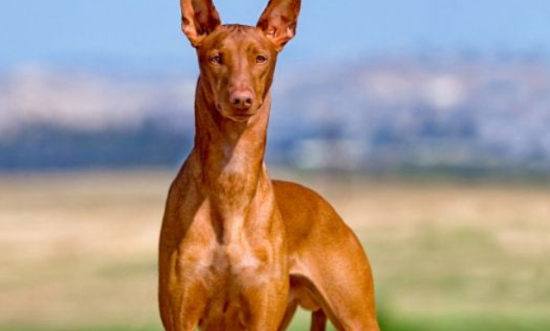 法老王猎犬咬人怎么办？一定要这样训练它
