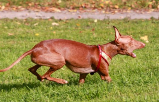 法老王猎犬怎么训练跟随？看完这篇文章你就知道了