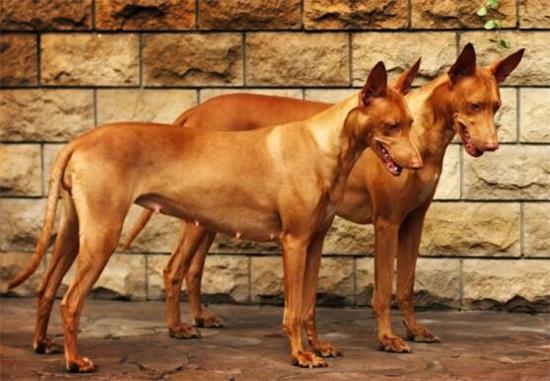 法老王猎犬牙齿怎么护理？