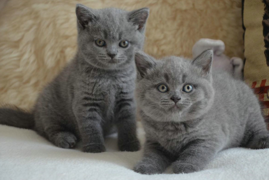 英短公猫贵还是母猫贵？或许这篇文章可以给答案