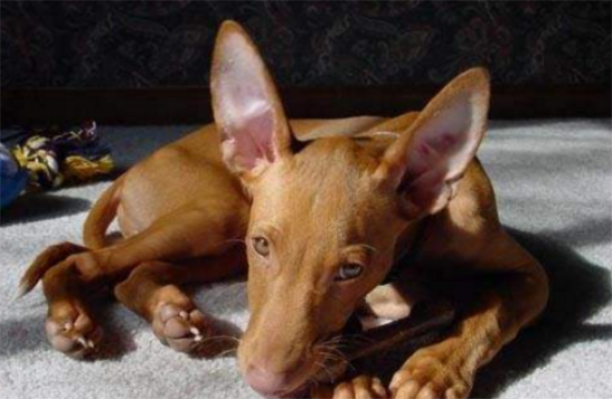 法老王猎犬的常见疾病有哪些？
