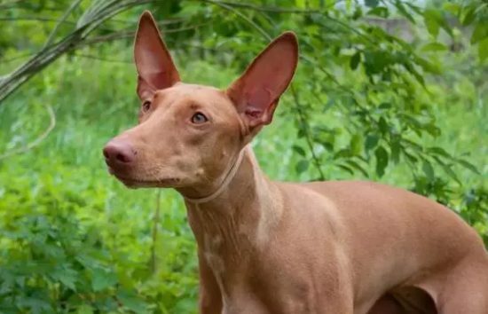 萌宠小知识：如何饲养法老王猎犬幼犬？