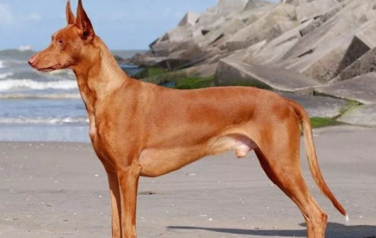 法老王猎犬牙齿怎么护理？看完，你就知道了
