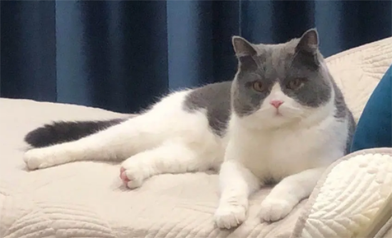 英短蓝猫喜欢你的话，会有哪些表现？