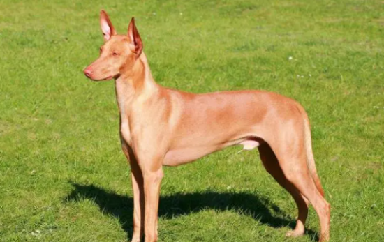 法老王猎犬好养吗？想养的人来看看吧