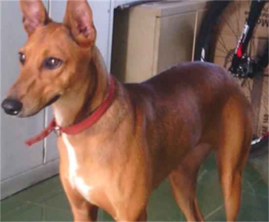法老王猎犬吃什么好 偏向于肉食性