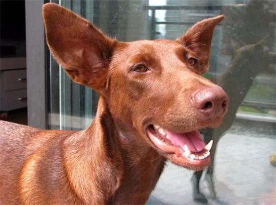 法老王猎犬的体重大约是多少