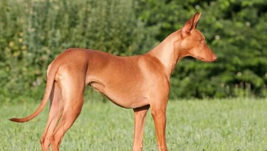 法老王猎犬体味程度 该犬体味较轻