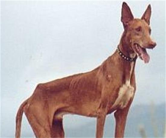法老王猎犬黏人程度 该犬性格比较独立