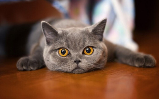 英短公猫贵还是母猫贵？或许这篇文章可以给答案