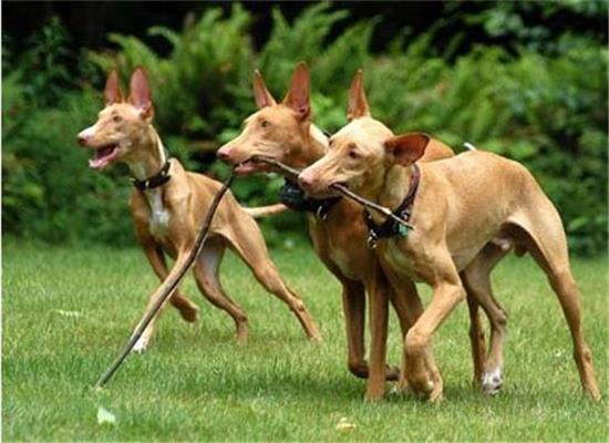 法老王猎犬聪明吗