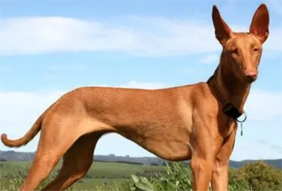 法老王猎犬的形态特征，该犬血统高贵