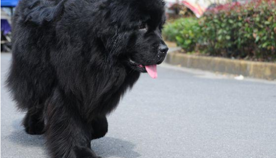 纽芬兰犬一般多少钱