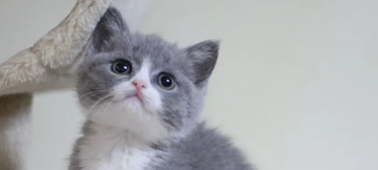 英国短毛猫可以吃水果吗？不清楚的看这里！
