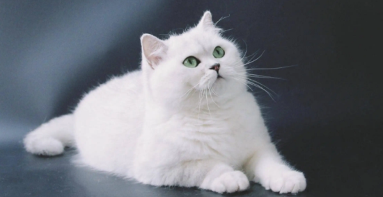 银渐层猫寿命一般多少年？我来告诉你答案！