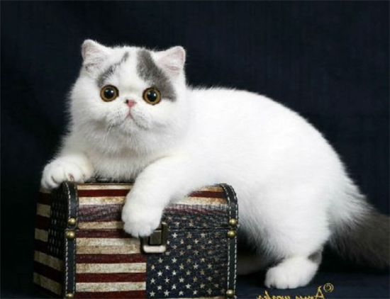 英国短毛猫品种分类及如何和小孩友好相处