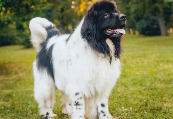 纽芬兰犬怎么训练大小便？怎么训练有效？