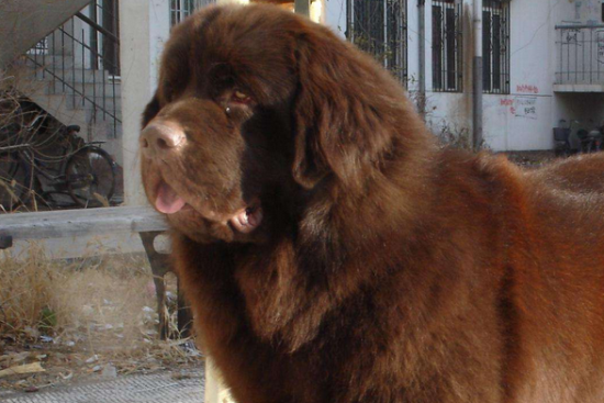 纽芬兰犬的体型比例