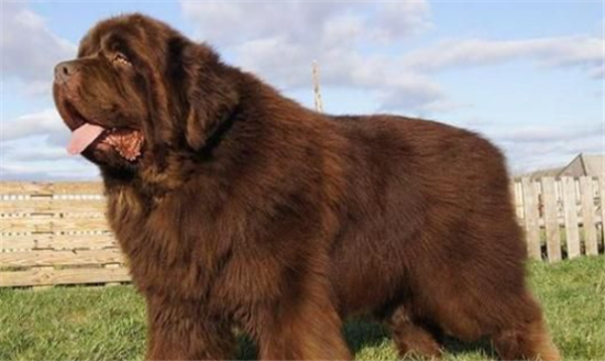 纽芬兰犬有几种颜色