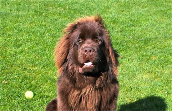 纽芬兰犬的品种分类毛发特征