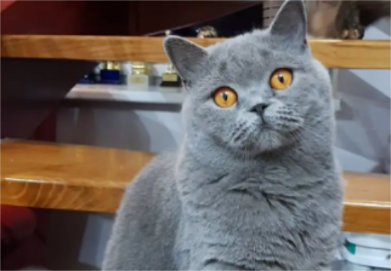 英国短毛猫为什么又叫“蓝猫”？原因很简单~