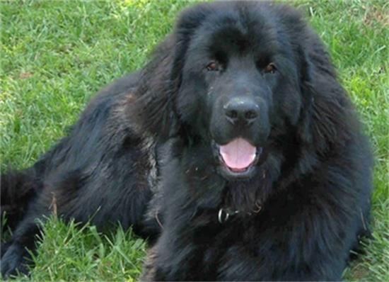 纽芬兰犬的日常护理 要注意被毛的梳理