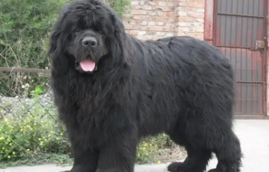 纽芬兰犬怎么训练大小便？怎么训练有效？