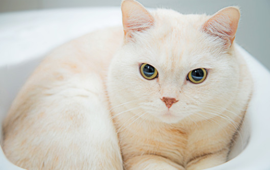 纯种金点猫的标准是什么？一文替你解答！