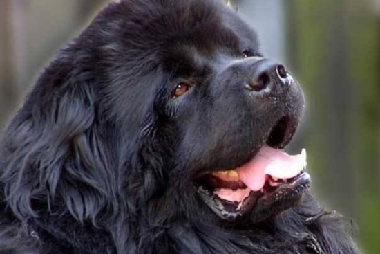 纽芬兰犬得了关节炎怎么办？怎么治疗？