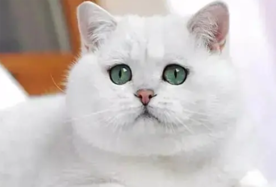 银渐层猫一天喂几次