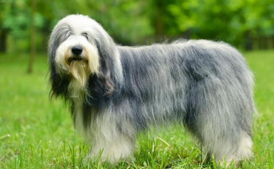 古代牧羊犬花色