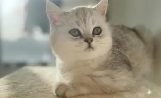 银渐层虎斑猫长什么样