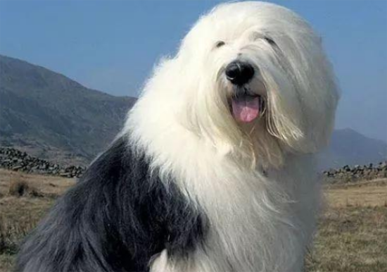 英国古代牧羊犬性格好不好？