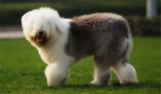 古代牧羊犬吃什么好 适当均衡的蛋白质