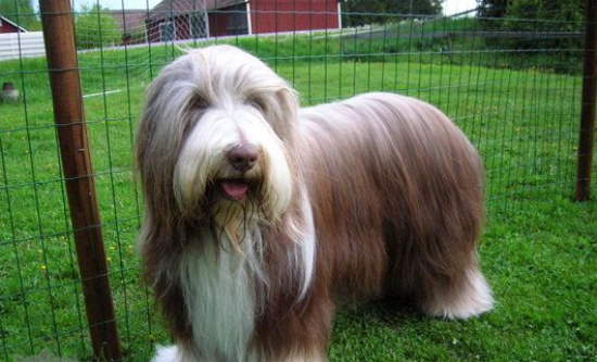 英国古代牧羊犬适应能力怎么训练？本文教你