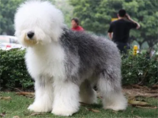 古牧犬怎么养？饲主来看看吧