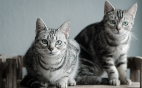 银渐层和虎斑生出来的猫值钱吗