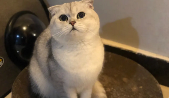 银渐层猫咪价格