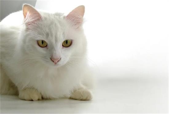 哪些猫更能听懂人话？