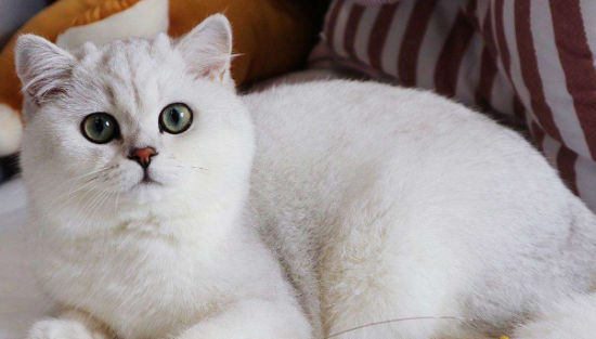 养银渐层猫10大忠告