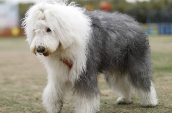 古代牧羊犬怎么选 看是否有健康问题