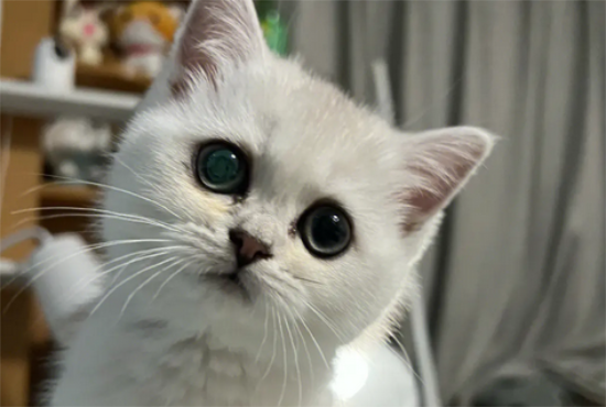 银渐层猫属于什么档次