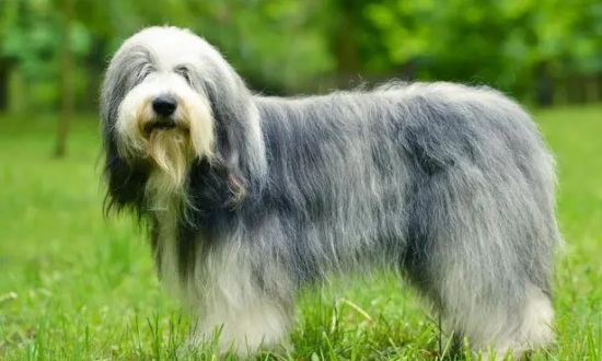 古代牧羊犬挑食的处理方法，牧羊犬挑食怎么办？