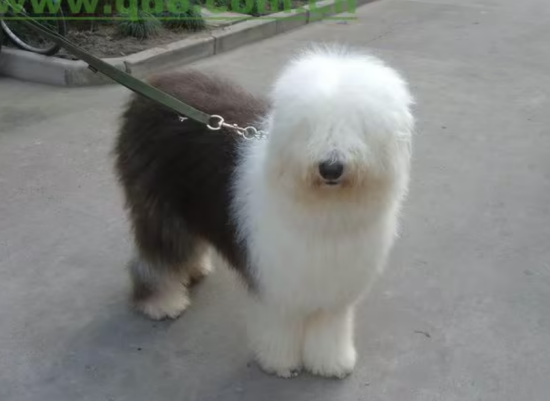 古牧吃什么狗粮好一点