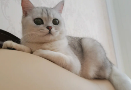 养银渐层猫的禁忌