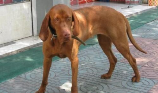 寻血猎犬如何饲养，给予充足的水是十分重要的