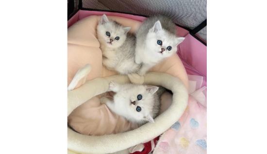 什么叫带金血的银渐层