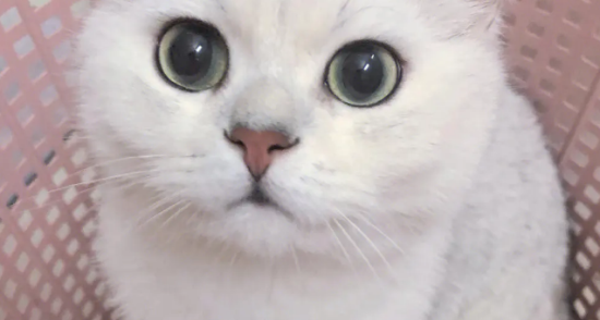 银渐层猫怎么养才好
