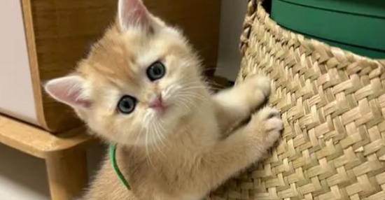 金渐层猫的优点和缺点