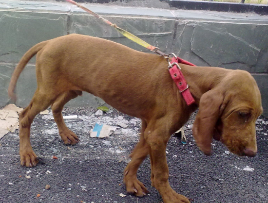 寻血猎犬的养护常识 狗狗耳朵的护理很重要
